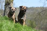 BORDER TERRIER 096